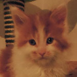 Kocurek Maine Coon