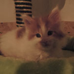 Kocurek Maine Coon