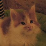 Kocurek Maine Coon
