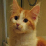 Kocurek Maine Coon