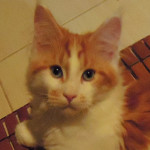 Kocurek Maine Coon