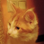 Kocurek Maine Coon