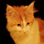 Kocurek Maine Coon