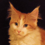 Kocurek Maine Coon