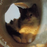 Kotka Maine Coon