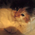 Kotka Maine Coon