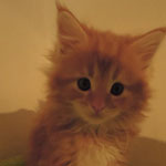 Kotka Maine Coon