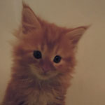 Kotka Maine Coon