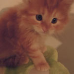 Kotka Maine Coon