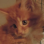 Kotka Maine Coon