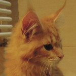 Kotka Maine Coon
