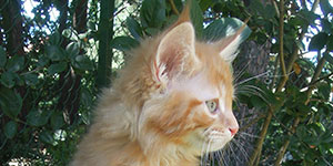 Kocurek Maine Coon