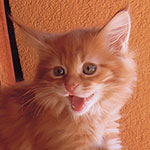 Kocurek Maine Coon