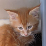 Kocurek Maine Coon