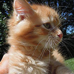 Kocurek Maine Coon
