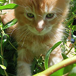 Kocurek Maine Coon