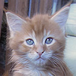 Kocurek Maine Coon