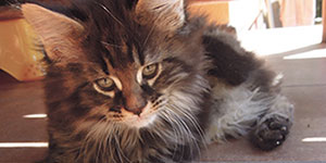 Kocurek Maine Coon