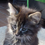 Kocurek Maine Coon