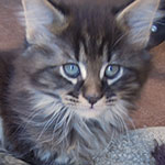 Kocurek Maine Coon
