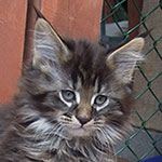 Kocurek Maine Coon