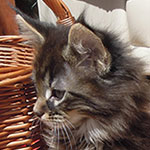 Kocurek Maine Coon