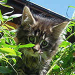 Kocurek Maine Coon