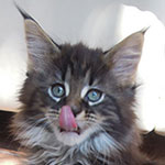 Kocurek Maine Coon