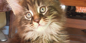 Kocurek Maine Coon