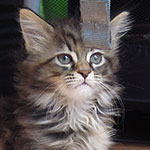 Kotka Maine Coon