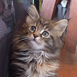 Kotka Maine Coon