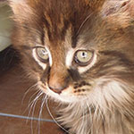 Kotka Maine Coon