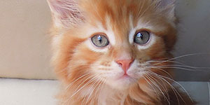 Kocurek Maine Coon