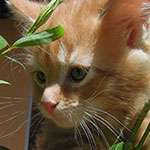 Kocurek Maine Coon