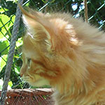 Kocurek Maine Coon