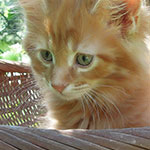 Kocurek Maine Coon