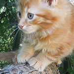 Kocurek Maine Coon