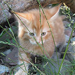 Kocurek Maine Coon