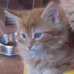 Kocurek Maine Coon