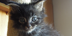 Kocurek Maine Coon