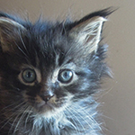 Kocurek Maine Coon