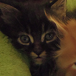 Kocurek Maine Coon