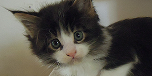 Kocurek Maine Coon