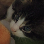 Kocurek Maine Coon