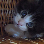 Kocurek Maine Coon
