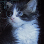 Kocurek Maine Coon
