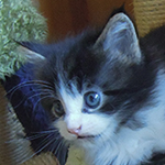 Kocurek Maine Coon