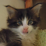 Kocurek Maine Coon