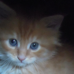 Kocurek Maine Coon