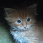 Kocurek Maine Coon
